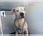 Small Argentinian Mastiff Mix