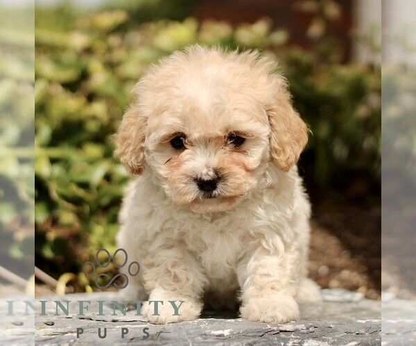 Medium Photo #3 Cavapoo (Miniature) Puppy For Sale in RONKS, PA, USA