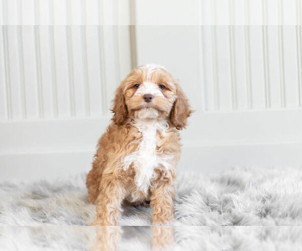Medium Photo #15 Cockapoo Puppy For Sale in WARSAW, IN, USA
