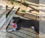 Small #1 Labrador Retriever Mix
