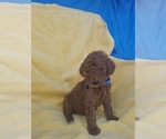 Small Photo #12 Poodle (Standard) Puppy For Sale in LOWELL, AR, USA