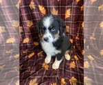 Small Photo #5 Australian Shepherd Puppy For Sale in COLORADO SPGS, CO, USA