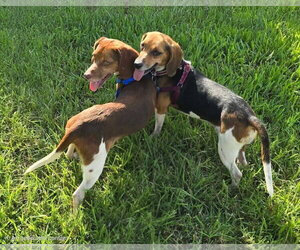 Beagle Dogs for adoption in Tampa, FL, USA