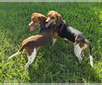 Small Beagle