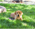 Small #3 Labrador Retriever