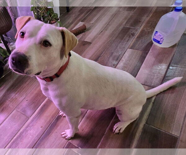 Medium Photo #8 Labrador Retriever Puppy For Sale in Rosenberg, TX, USA