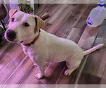 Small #7 Labrador Retriever