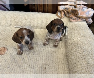 Dachshund Puppy for sale in FAYETTEVILLE, AR, USA