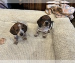 Small Photo #1 Dachshund Puppy For Sale in FAYETTEVILLE, AR, USA