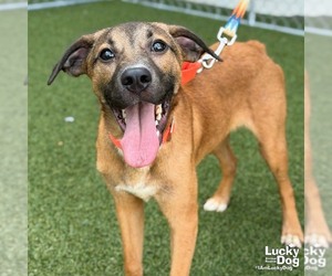 Labrador Retriever-Unknown Mix Dogs for adoption in Washington, DC, USA