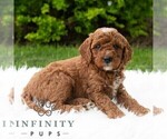 Small #3 Poodle (Miniature)