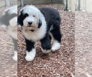 Sheepadoodle-Unknown Mix Puppy for sale in SANTA BARBARA, CA, USA