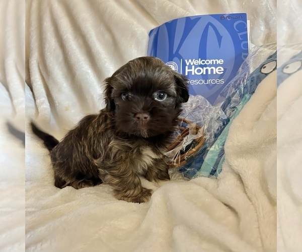 Medium Photo #1 Havanese Puppy For Sale in ATHENS, GA, USA