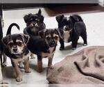Small #1 Chihuahua Mix