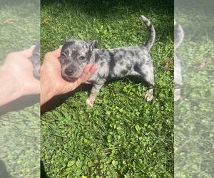 Chiweenie Puppy for sale in BURLINGTON TOWNSHIP, PA, USA