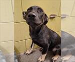 Small Mutt