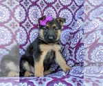 Small Photo #6 German Shepherd Dog Puppy For Sale in ELKTON, MD, USA