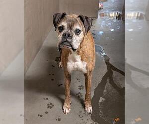 Boxer Dogs for adoption in Santa Cruz, CA, USA