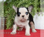 Small #3 French Bulldog