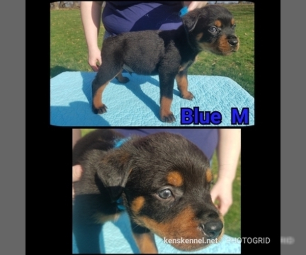 Medium Photo #6 Rottweiler Puppy For Sale in COLUMBIA, MO, USA