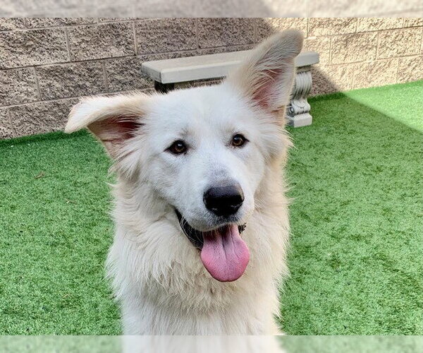 Medium Photo #1 Great Pyrenees-Unknown Mix Puppy For Sale in Moreno Valley, CA, USA