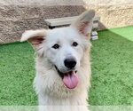 MARSHALL - Male Great Pyrenees-Unknown Mix Dog for Adoption - Small photo