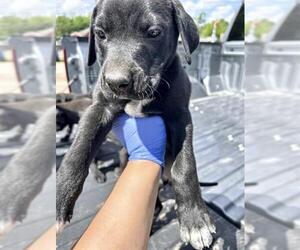 Labrador Retriever Dogs for adoption in Houston, TX, USA