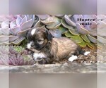 Small #10 Shih Tzu