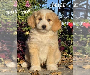 Miniature Bernedoodle-Poodle (Standard) Mix Puppy for sale in MILLVILLE, MN, USA