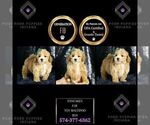 Small Photo #47 Maltipoo Puppy For Sale in WARSAW, IN, USA