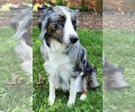 Small Photo #1 F2 Aussiedoodle Puppy For Sale in COLUMBIA, TN, USA
