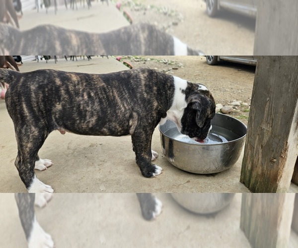 Medium Photo #4 Alapaha Blue Blood Bulldog Puppy For Sale in SHELOCTA, PA, USA