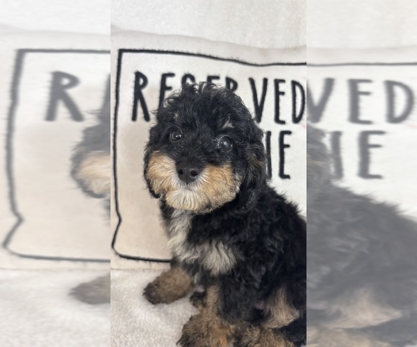 Medium Photo #6 Bernedoodle Puppy For Sale in GREENFIELD, IN, USA