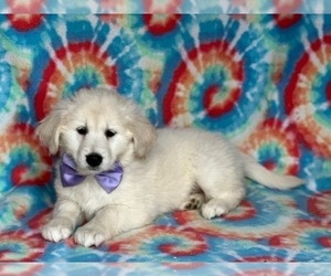 Golden Retriever Puppy for sale in LANCASTER, PA, USA