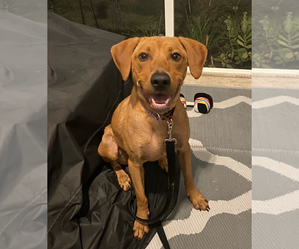 Medium Photo #2 Mutt Puppy For Sale in Holly Springs, NC, USA