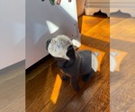 Small #4 French Bulldog