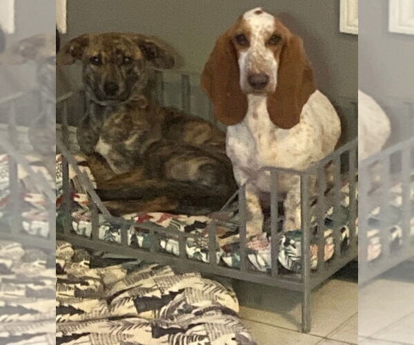 Medium Photo #3 Mutt Puppy For Sale in Brewster, NY, USA