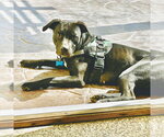 Small #9 Mutt