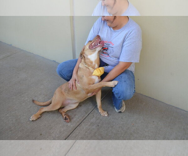 Medium Photo #2 American Pit Bull Terrier-Unknown Mix Puppy For Sale in McKinney, TX, USA