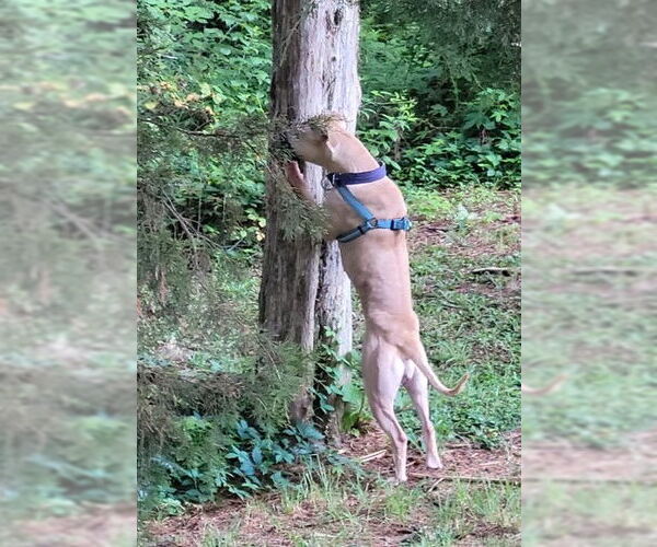 Medium Photo #14 American Pit Bull Terrier-Unknown Mix Puppy For Sale in Spotsylvania, VA, USA