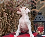 Small #5 Boxer