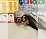 Small #3 Doberman Pinscher Mix