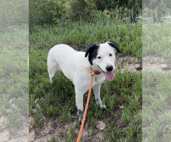 Medium Photo #1 Mutt Puppy For Sale in Las Vegas, NM, USA