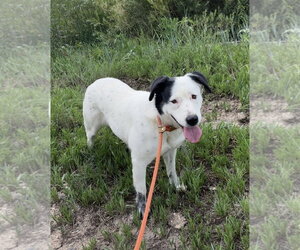 Mutt Dogs for adoption in Las Vegas, NM, USA