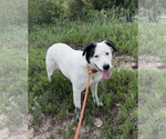 Myrtel - Female Mutt Dog for Adoption - Small photo