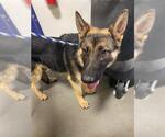 Small German Shepherd Dog Mix