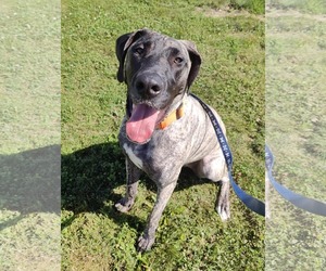 Great Dane Dogs for adoption in St. Louis Park, MN, USA