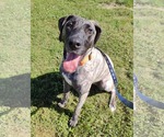 Small Great Dane