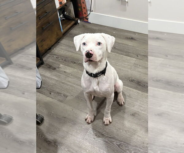 Medium Photo #2 American Pit Bull Terrier-Labrador Retriever Mix Puppy For Sale in Brewster, NY, USA