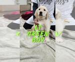 Puppy Light Green Boy Golden Retriever